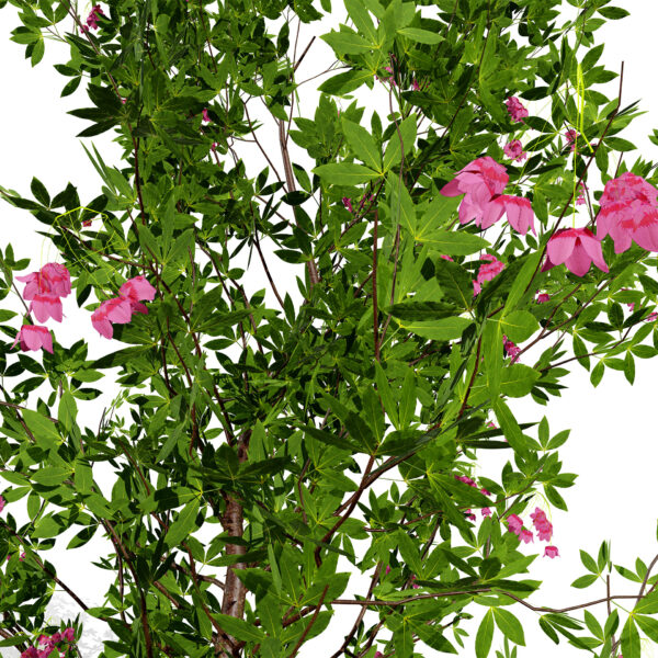 Japanese Enkianthus campanulatus z 02