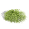 Japanese Hakonechloa