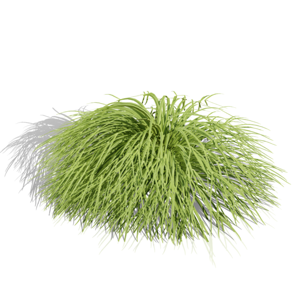 Japanese Hakonechloa
