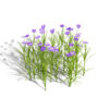 Japanese iris ensata