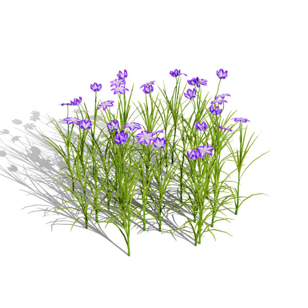 Japanese iris ensata