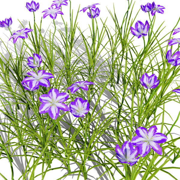 Japanese iris ensataz32
