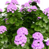 Japanese rhododendronza32