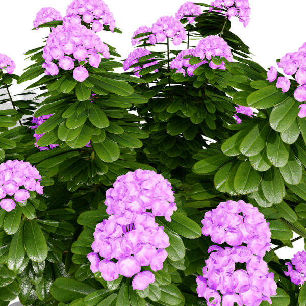 Japanese rhododendronza32