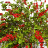 japanese Chaenomeles japonica z34