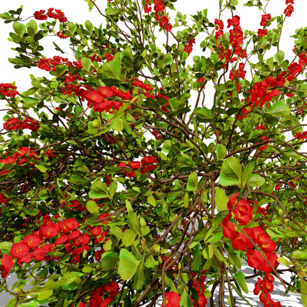 japanese Chaenomeles japonica z34
