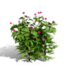 japanese Peony