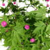 japanese Peony z43
