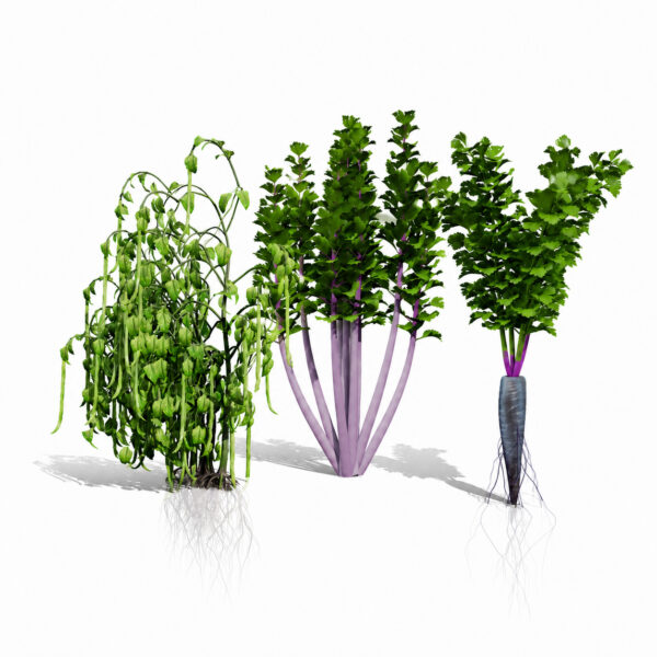 Rare Vegtable Plants Pack