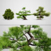 Japanese Black Pine Tree pack