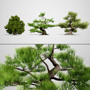 Japanese Black Pine Tree pack Japanese Black Pine Tree pack