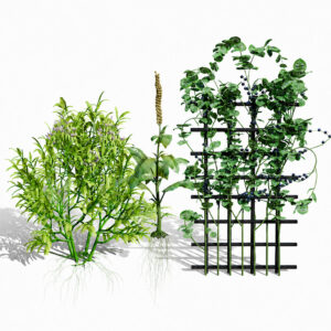 Rare Vegetable Plants Pack 03