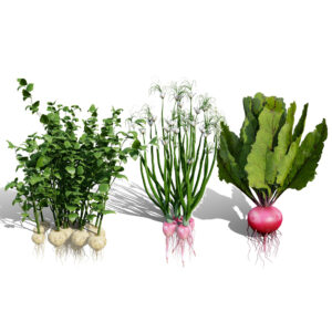 Rare Vegetable plants 02