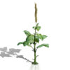 03- Good King Henry (Blitum bonus-henricus) leafy vegetable