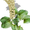 03- Good King Henry (Blitum bonus-henricus) leafy vegetable z32e