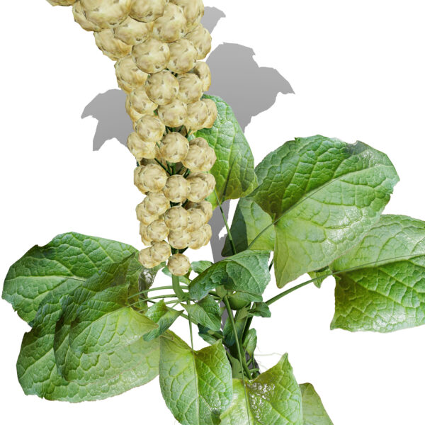 03- Good King Henry (Blitum bonus-henricus) leafy vegetable z32e