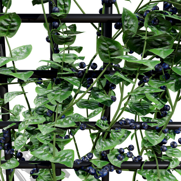 1- Malabar Spinach (Basella alba) leafy vegetable z3
