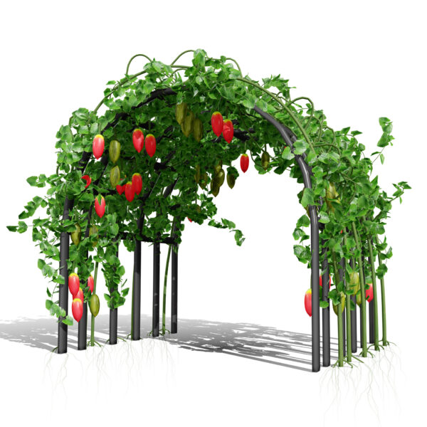 0- Ivy Gourd on arbors (Coccinia grandis)