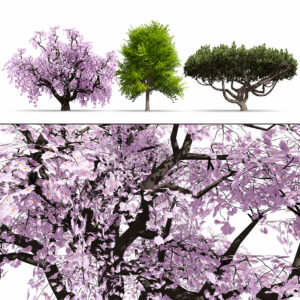 Japanese Ornamental Trees Pack Japanese Ornamental Trees Pack