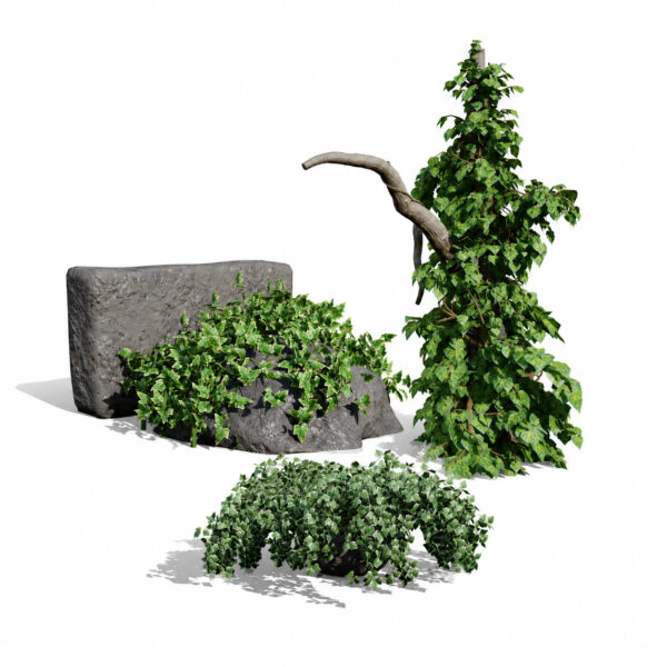 Ivy Plants Collection 02