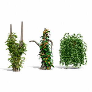 Ivy Plants Collection 03