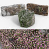 Ivy-Leaved Toadflax Pack