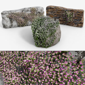 Ivy-Leaved Toadflax Pack