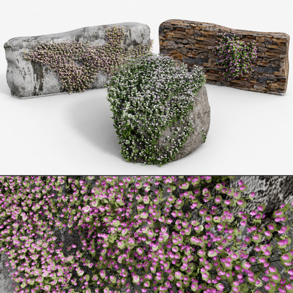 Ivy-Leaved Toadflax Pack