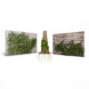 Ivy Plants Collection 01