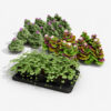 Ground Ivy Vegetable Pack