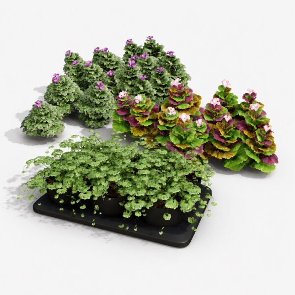 Ground Ivy Vegetable Pack