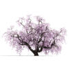 01 Japanese Cherry (Prunus species)