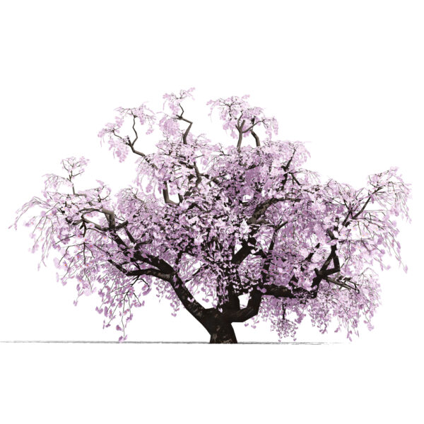 01 Japanese Cherry (Prunus species)