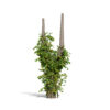 01- Japanese Ivy ( Hedera Rhombea