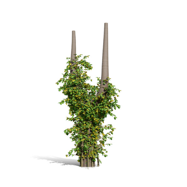01- Japanese Ivy ( Hedera Rhombea