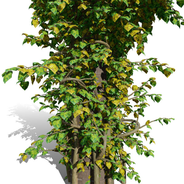 01- Japanese Ivy ( Hedera Rhombea z1