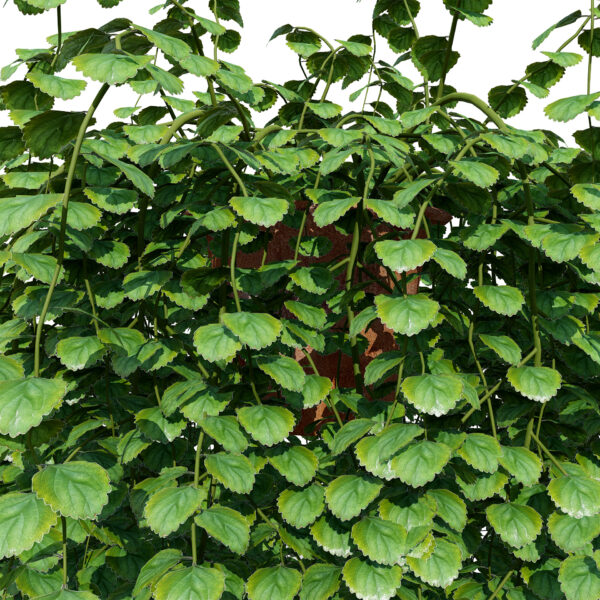 02- Swedish Ivy ( Plectranthus Verticillatus z23