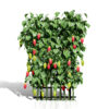 Ivy Gourd vegetable