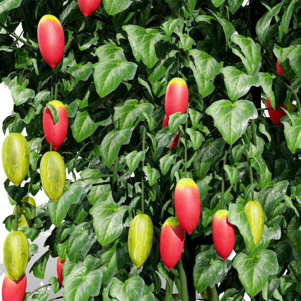 Ivy Gourd vegetable z675