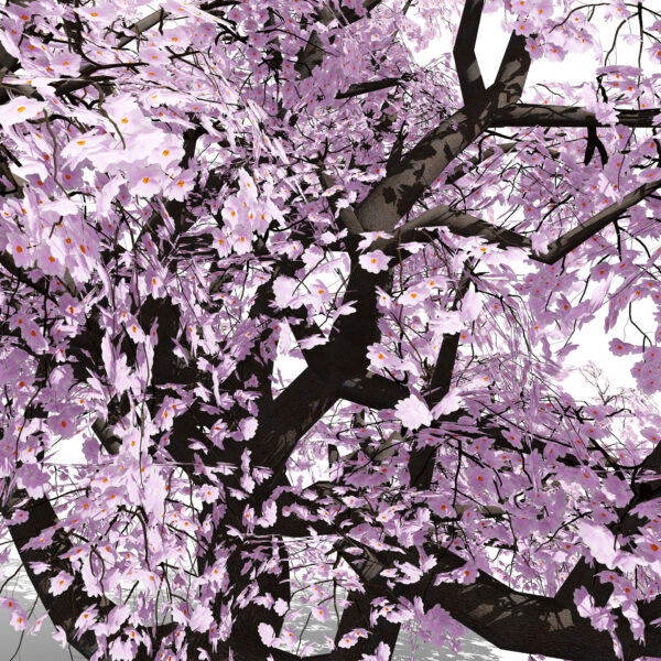 Japanese Cherry (Prunus species) z22