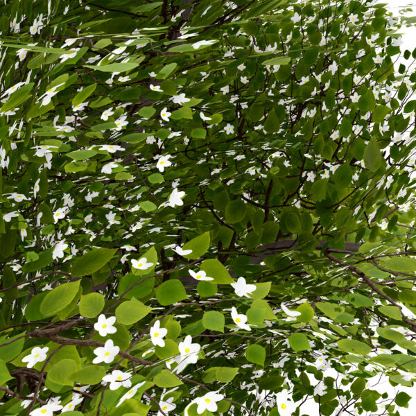 Japanese Snowbell (Styrax japonicus) z22