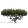 Japenese Okinawa Pine