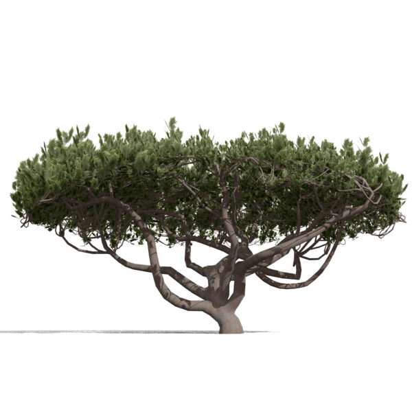 Japenese Okinawa Pine