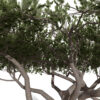 Japenese Okinawa Pine z21